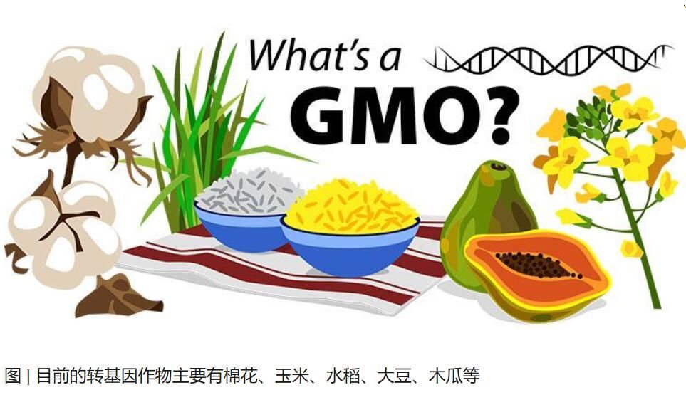 轉(zhuǎn)基因食品：究竟是天使還是魔鬼？